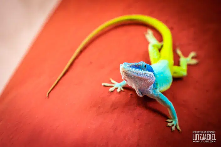 Kleiner Leguan in Kuba